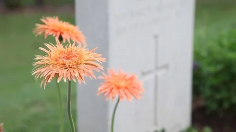 Orange Flowers in front of Stone memorial grave Stock Footage 104417809