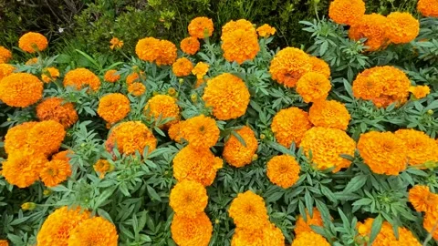 Orange flowers in full bloom Stock Footage 250062454