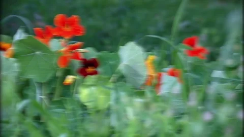 Orange flowers in garden Stock Footage 73780227