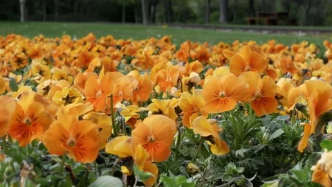 Orange flowers in the garden Video stock 75177731