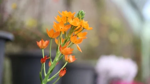  orange flowers in the garden 動画素材 310355580