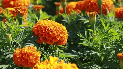 Orange flowers in the garden Vídeo Stock 310919765