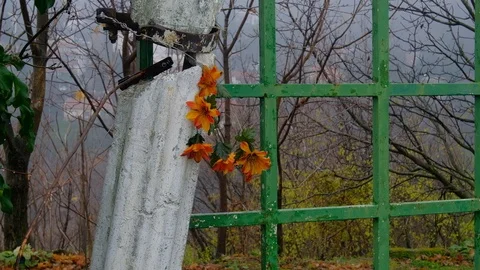 Orange Flowers on Gate Stock Footage 121368399