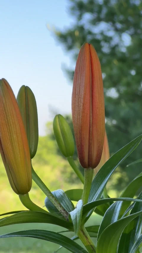 Orange flowers getting ready to bloom Stock Footage 196117806