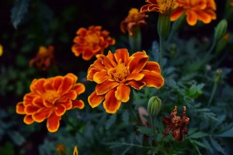Orange flowers in the grass. The evolution of a flower's life Stock Photos