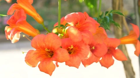Orange flowers on a green stem Stock Footage 111401062