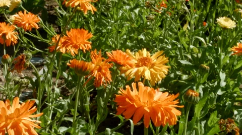 Orange flowers on the meadow Stock-Footage 54215992