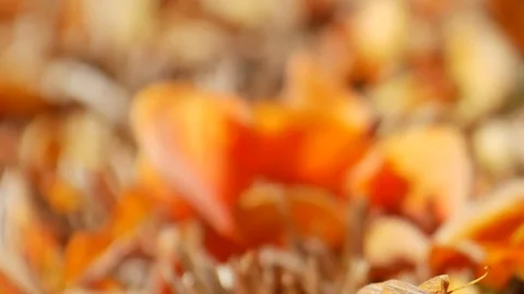 Orange flowers in natrue. Stock Footage 85825406