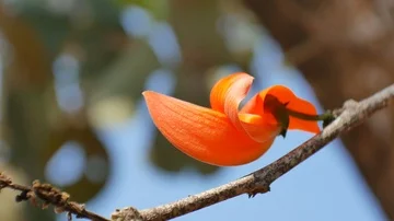 Orange flowers in nature. Stock Footage 85825448