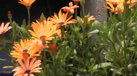Orange flowers pan Stock Footage 6527292