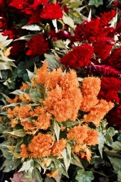 Orange flowers in park Stock Photos