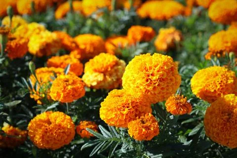 Orange flowers in park Stock Photos