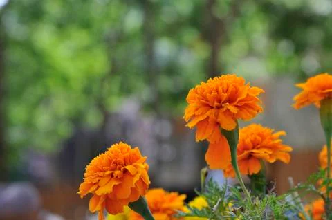 Orange flowers Stock Photos