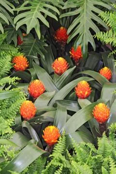 Orange  flowers Stock Photos