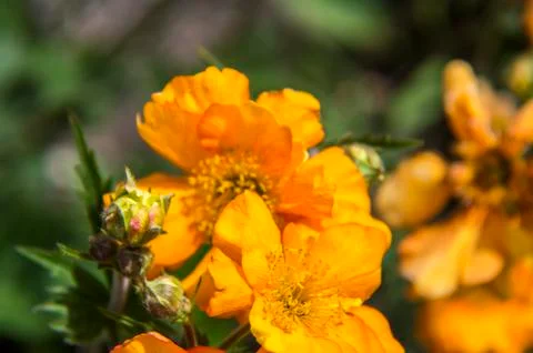 Orange flowers. Stock Photos