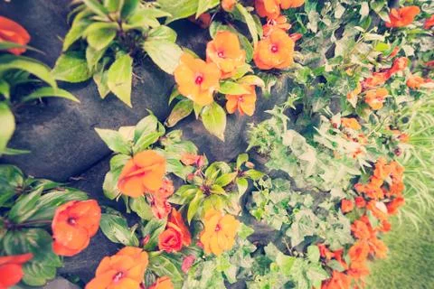 Orange flowers Stock Photos