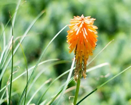 Orange Flowers Stock Photos