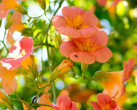 Orange Flowers Stock Photos