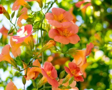 Orange Flowers Stock Photos