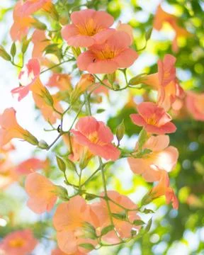 Orange Flowers Stock Photos