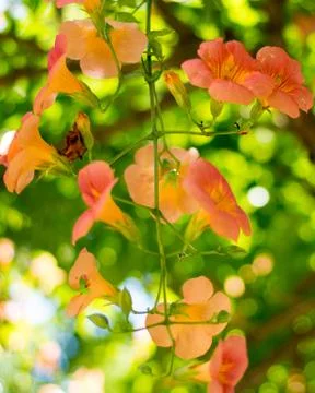 Orange Flowers Stock Photos