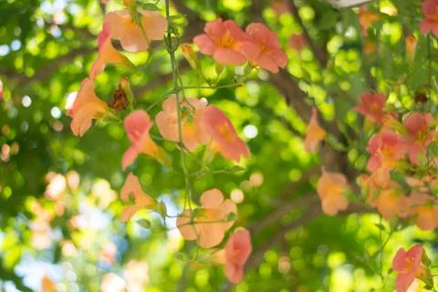 Orange Flowers Stock Photos