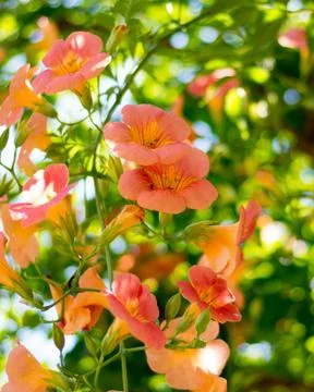 Orange Flowers 写真素材