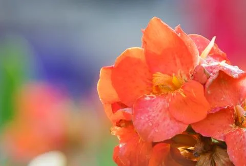 Orange Flowers Stock Photos
