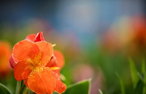 Orange Flowers Stock Photos