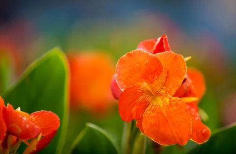 Orange Flowers Stock Photos