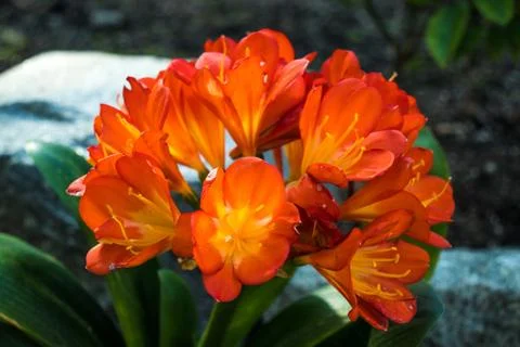 Orange Flowers Photos