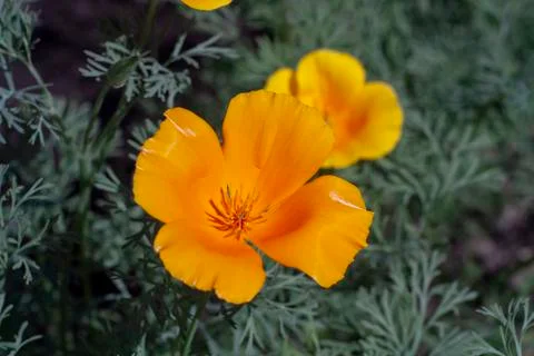 Orange flowers Stock Photos