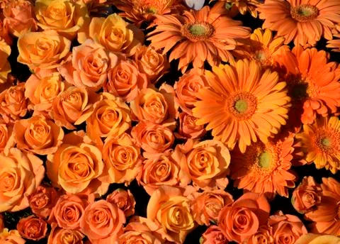 Orange Flowers Stock Photos