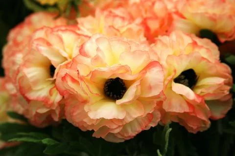 Orange flowers. Stock Photos