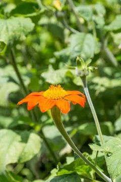 Orange Flowers Foto stock