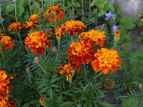 Orange flowers Stock Photos