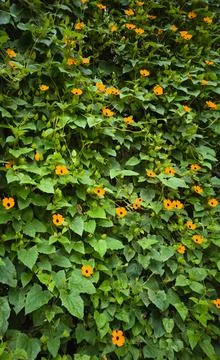 Orange flowers Foto stock