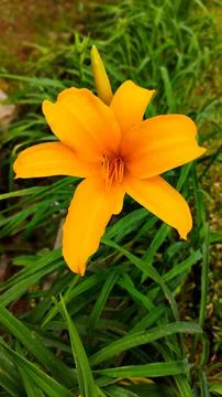 Orange flowers Stock Photos