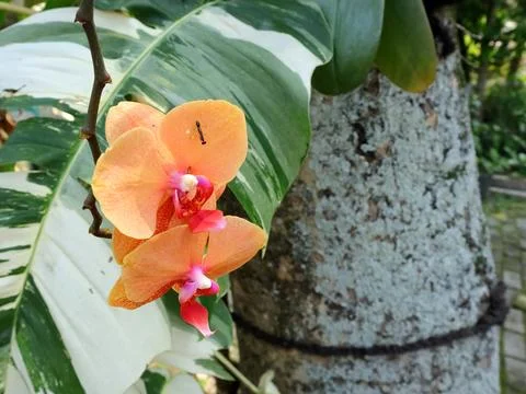 Orange flowers Stock Photos