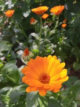 Orange flowers Stockfoto's