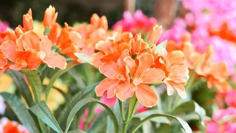 Orange flowers plastic Stock Footage 71485267