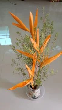 Orange flowers in pots Stock Photos
