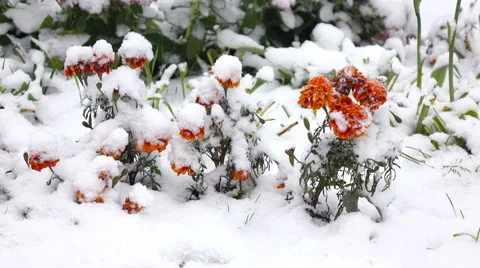 Orange flowers with snow 2 Stock Footage 55818053