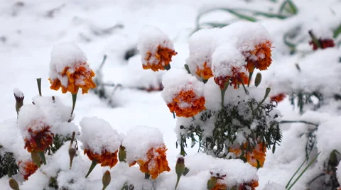 Orange flowers with snow Stock Footage 55814905