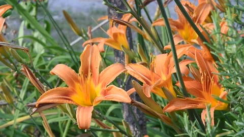 Orange flowers in the summer blowing in the wind Stock Footage 155888388