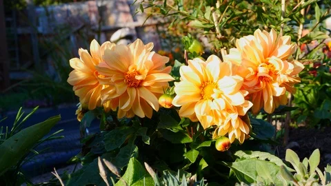 Orange flowers in the sun Stock Footage 95630612