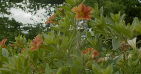 Orange flowers surrounded by trees Stock Footage 111999845