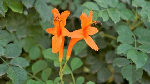 Orange flowers of Tecoma capensis also known as Cape honeysuckle, Tecomaria.. Stock Photos
