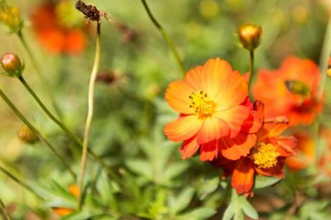 Orange flowers on the tree 写真素材