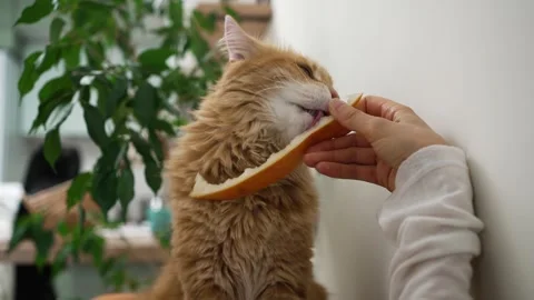 Orange fluffy cat enjoying melon slice while held by human hand, showing Stock Footage 315657837